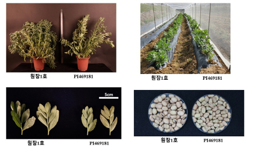 한국원자력연구원은 방사선육종기술을 이용해 우리나라에서 재배할 수 있는 국내 최초 잠두 신품종 '원잠1호'를 개발했다. 원자력연 제공